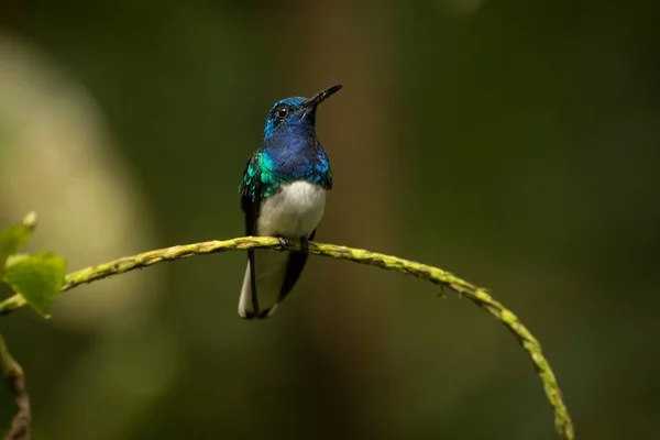 Белошейный Якобин Florisuga Mellivora Самец — стоковое фото