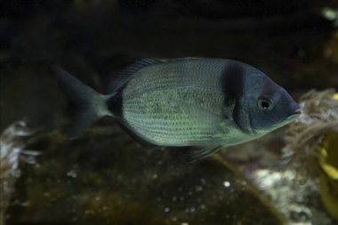 Yaygın iki şeritli çipura (Diplodus vulgaris).