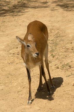 Lachwe, kırmızı lechwe veya güney lechwe (Kobus leche).