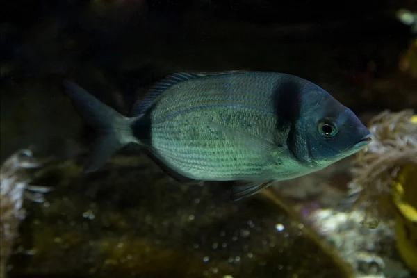 Morlesz Dwupasmowy Diplodus Vulgaris — Zdjęcie stockowe