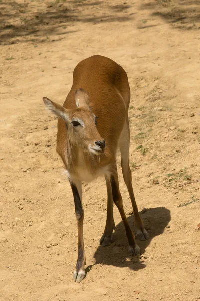 Den Lechwe Röd Lechwe Eller Södra Lechwe Kobus Leche — Stockfoto