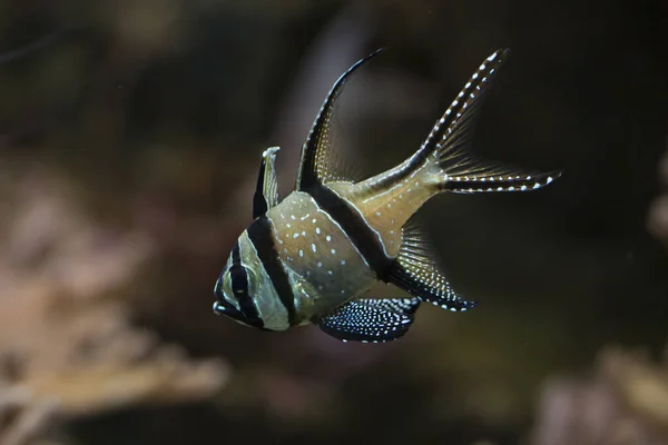 Banggai Cardinalfish Pterapogon Kauderni — Stock Photo, Image