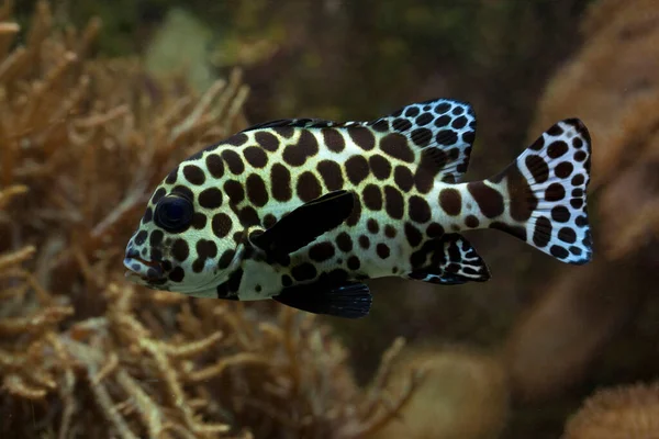 Harlequin Sweet Lips Plectorhinchus Chaetodonoides — 图库照片