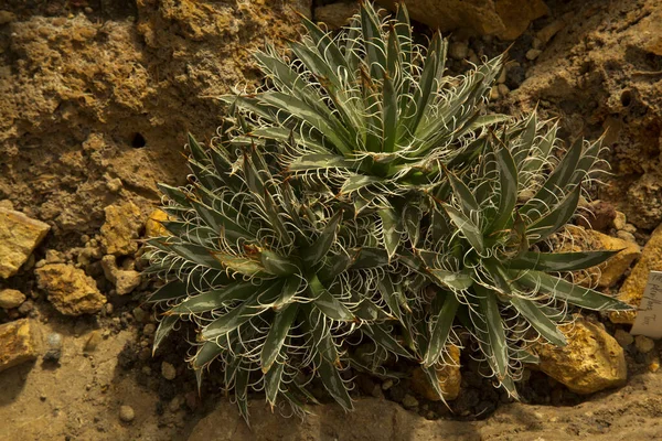 Agave Parviflora Zamatos Évelő Virágzó Növény — Stock Fotó