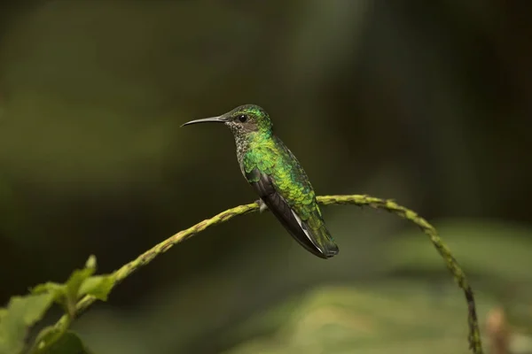 Jakobín Bělokrký Florisuga Mellivora Samice — Stock fotografie