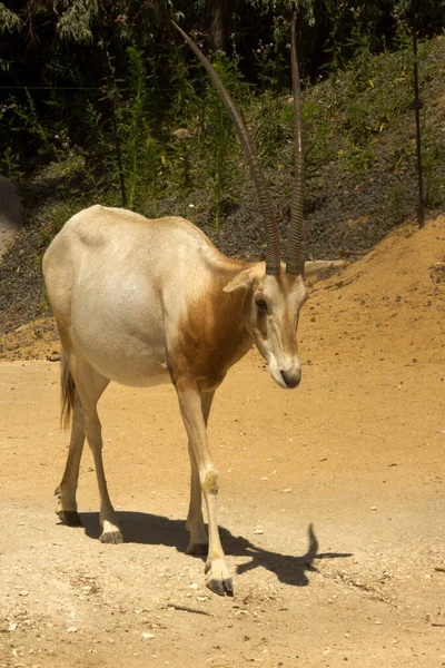 Scimitar Oryx Šavle Přímorožce Sahara Oryx Oryx Dammah — Stock fotografie