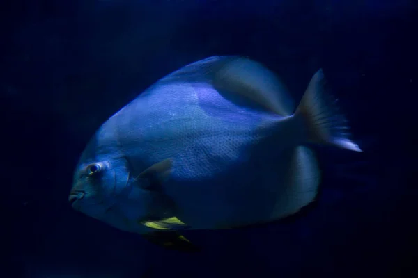 Орбікулярна Риба Platax Orbicularis — стокове фото