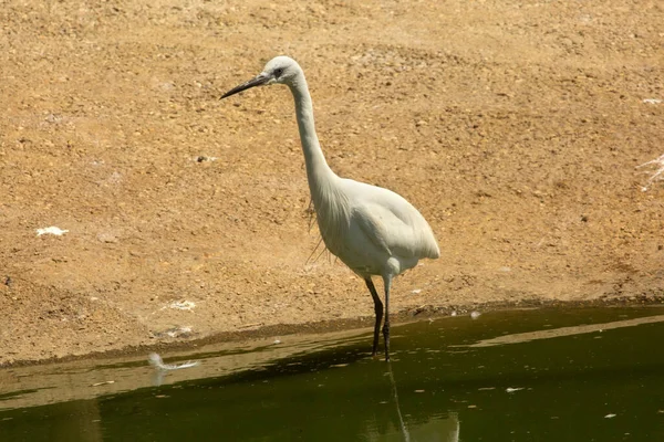 Petite Aigrette Egretta Garzetta — Photo