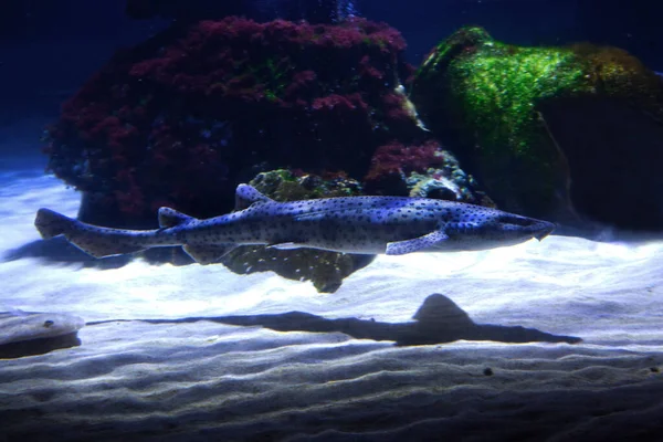 Der Kleinfleckige Katzenhai Sandhaie Schwarzfleckige Haie Rauhhund Morgay Scyliorhinus Canicula — Stockfoto
