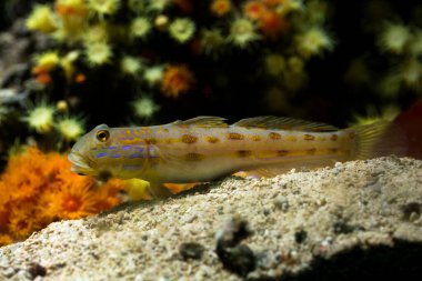  Yarım çubuklu goby (Amblygobius semicinctus).