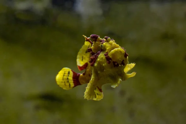 Warty Frogfish Clown Frogfish Antennarius Maculatus — Stock Photo, Image