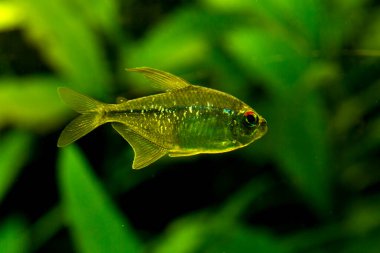 Elmas tetra (Moenkhausia pittieri).