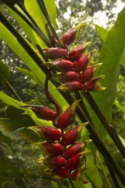 Asılı ıstakoz pençesi veya sahte cennet kuşu (Heliconia rostrata).