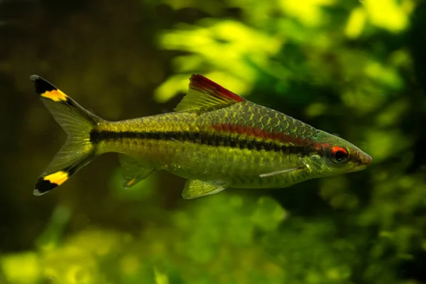 Denison Barb, Denison 's Barb, Miss Kerala, kırmızı çizgili torpido iğnesi, veya Roseline Sharb (Sahyadria denisonii).