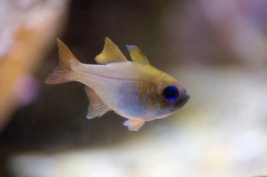 Threadfin kardinalfish, bluestreak kardinalfish (Zoramia leptacantha).