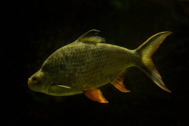 Folyo barb (Barbonymus schwanenfeldii).