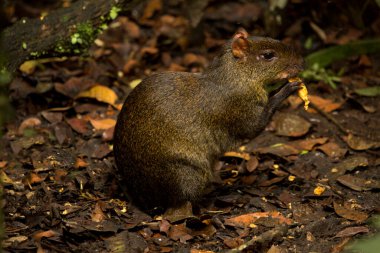 Kırmızı popolu agouti, altın popolu agouti, turuncu popolu agouti, Brezilya agouti (Dasyprocta leporina).