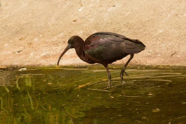 Blanka Ibis Plegadis Falcinellus — Stockfoto