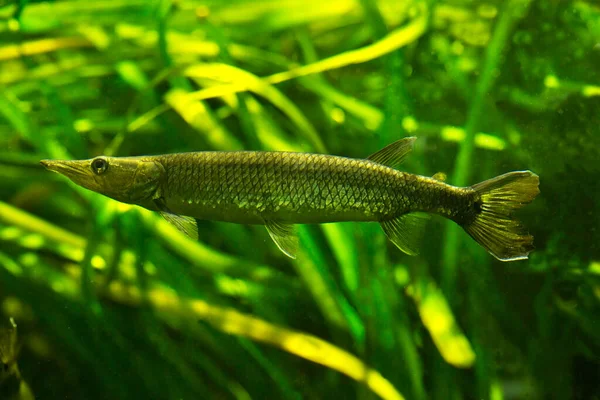 Silversocker Raketgr Hujeta Gar Sötvattenbarracuda Ctenolucius Hujeta — Stockfoto