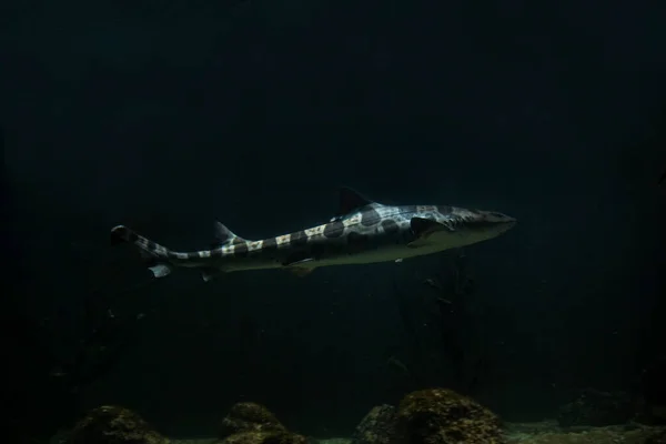 Tubarão Leopardo Triakis Semifasciata — Fotografia de Stock
