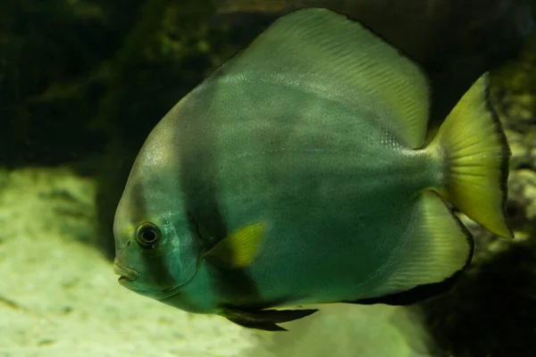 Pesce Gatto Orbicolare Platax Orbicularis — Foto Stock