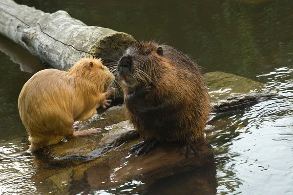 Coypu Nutria Myocastor Coypus — Stock Photo, Image