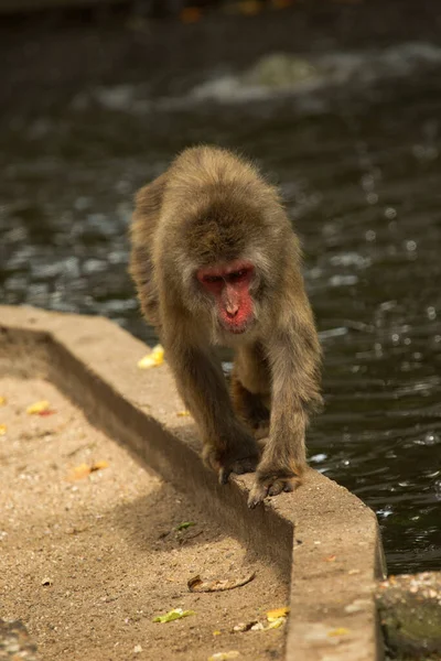 Macaco Neve Macaco Japonês Macaca Fuscata — Fotografia de Stock