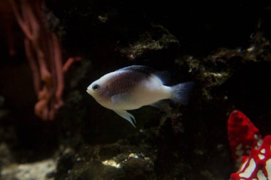 Rolland Matmazeli (Chrysiptera rollandi).