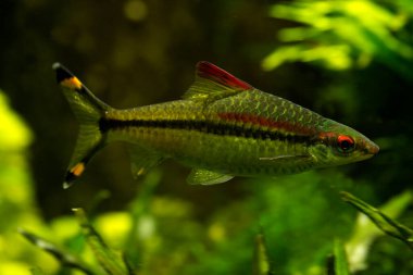 Denison Barb, Denison 's Barb, Miss Kerala, kırmızı çizgili torpido iğnesi, veya Roseline Sharb (Sahyadria denisonii).