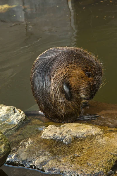 Coypu Nutria Myocastor Coypus — Fotografia de Stock