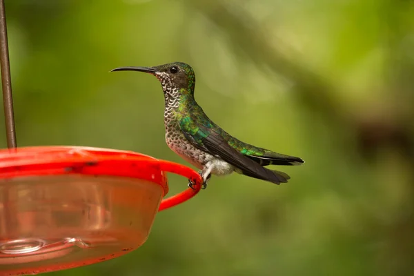 Jakobín Bělokrký Florisuga Mellivora Samice — Stock fotografie