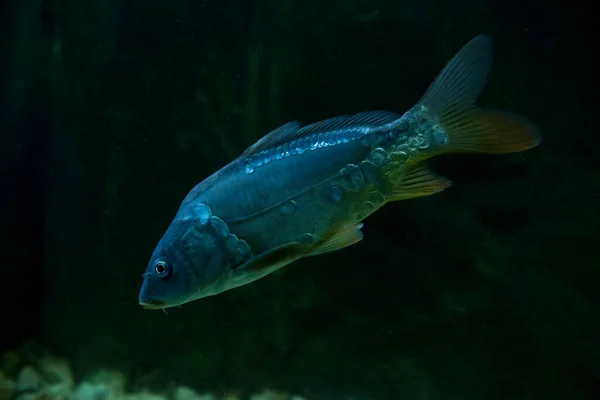 Karpfen Oder Europäischer Karpfen Cyprinus Carpio Morpha Nobilis — Stockfoto