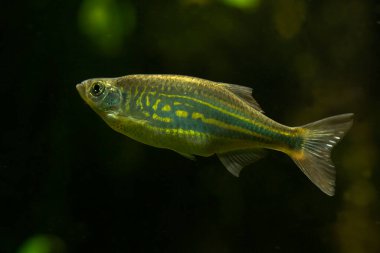 The Malabar danio (Devario malabaricus).