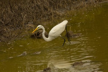 Büyük balıkçıl, yaygın balıkçıl, büyük balıkçıl, büyük beyaz balıkçıl, büyük beyaz balıkçıl (Ardea alba).