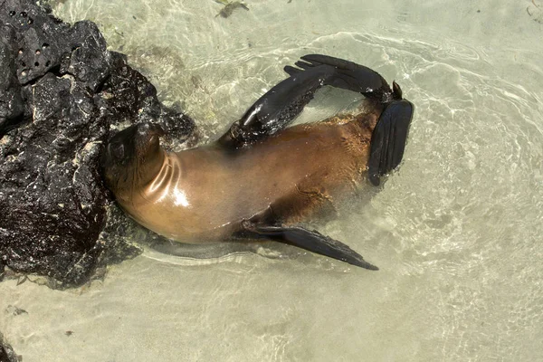 Galapagos Sea Lion Zalophus Wollebacki — Stock Photo, Image