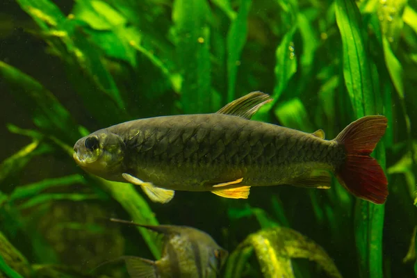 Der Tukan Fisch Chalceus Erythrurus — Stockfoto