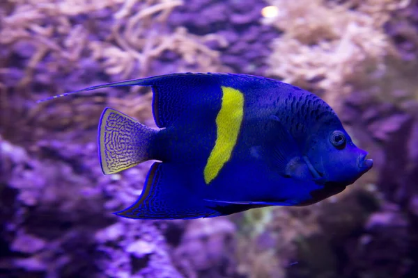 阿拉伯天使鱼 Pomacanthus Asfur — 图库照片