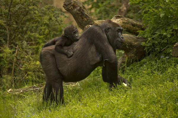 Gorille Occidental Gorilla Gorilla Dans Zoo — Photo