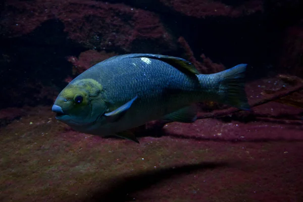 Occhio Opalio Pesce Timone Girella Nigricans — Foto Stock