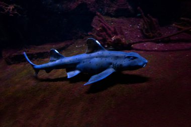 The horn shark (Heterodontus francisci). clipart