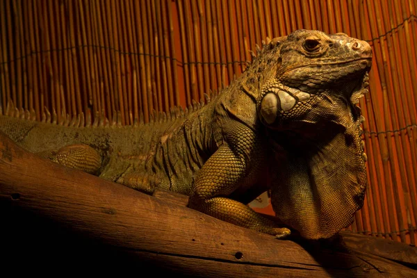 Zielona Iguana Iguana Amerykańska Iguana Iguana — Zdjęcie stockowe