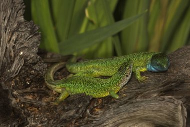 Batı yeşil kertenkelesi (Lacerta çifteata).