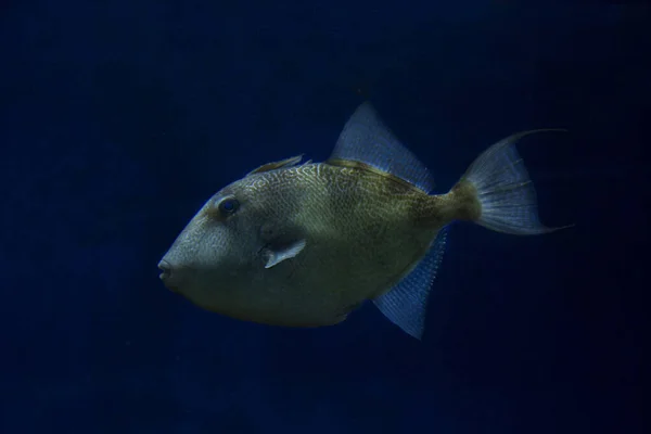 Peixe Gatilho Cinzento Balistes Capriscus — Fotografia de Stock