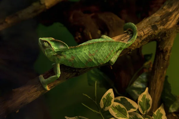 Kameleon Panterowy Furcyfer Pardalis — Zdjęcie stockowe