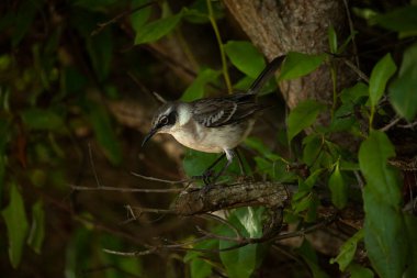 Galapagos alaycı kuşu (Mimus parvulus), Santa Cruz.