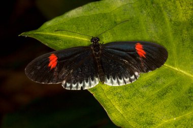  Postacı kelebeği, sıradan postacı, postacı (Heliconius melpomene).