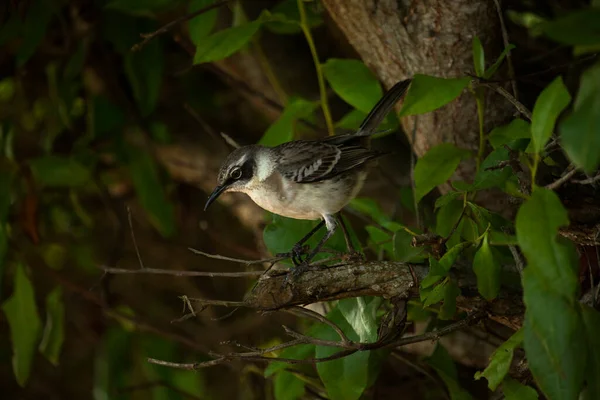 Galapagos Mockingbird Mimus Parvulus Santa Cruz — Stock fotografie