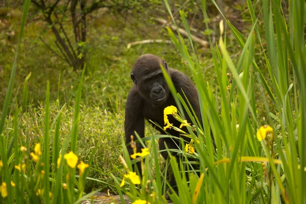 Westelijke Gorilla Gorilla Gorilla — Stockfoto