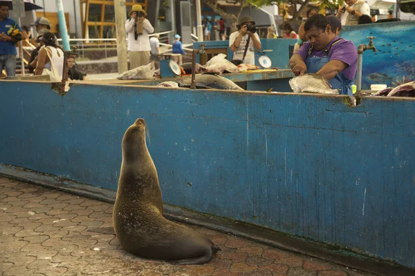 Santa Cruz Ecuador July 2019 Fish Market Galapagos Islands Ecuador — Stock Photo, Image