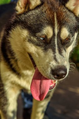 Sibirya Husky 'sinin yakın plan portresi